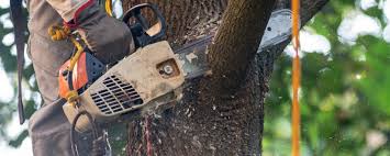 Reliable Palmyra, WI Tree Care Solutions